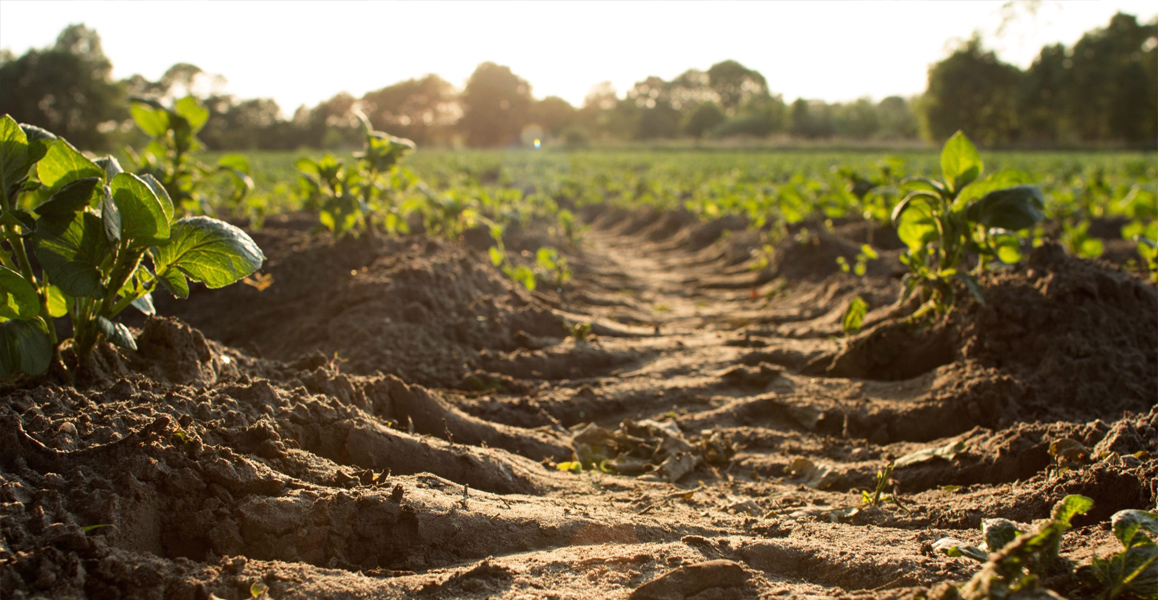 How To Build The Best Soil For Plants In Your Garden By Urban Undergrowth.